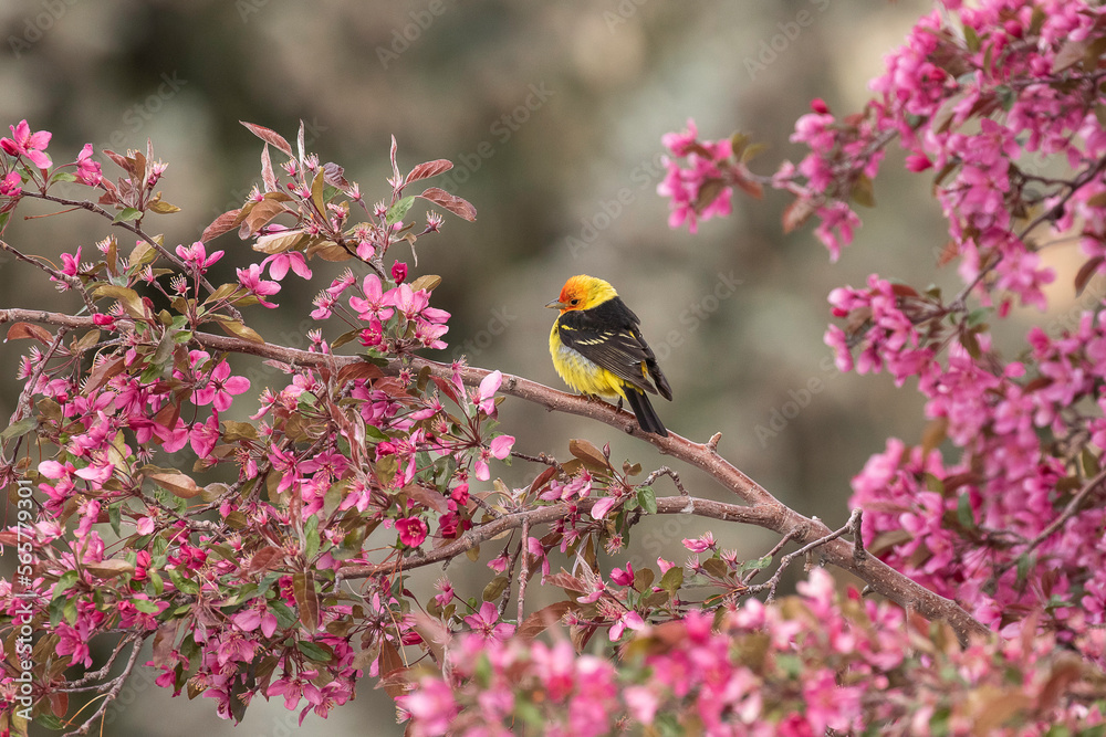 Fototapeta premium Male Western Tanager