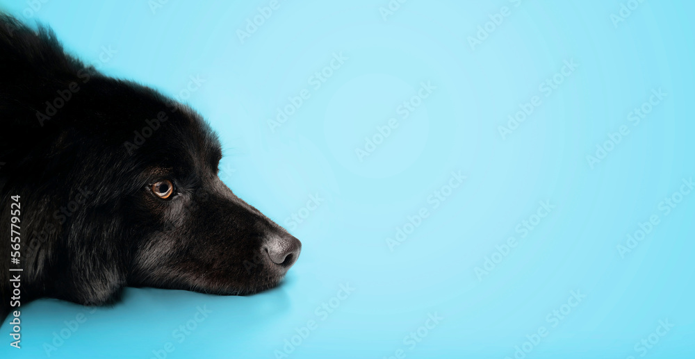 Black dog lying with blue background. Cute fluffy dog with head on ground looking sideways. Resting, bored or waiting for something. Australian Shepherd x Keeshond mixed breed dog. Selective focus. Black dog lying with blue background. Cute fluffy dog with head on ground looking sideways. Resting, bored or waiting for something. Australian Shepherd x Keeshond mixed breed dog. Selective focus.