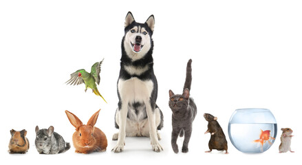 Group of different domestic animals on white background, collage