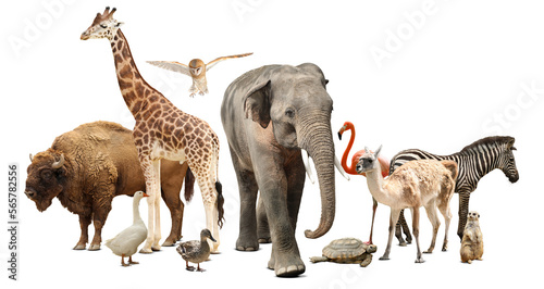 Fototapeta Naklejka Na Ścianę i Meble -  Group of different wild animals on white background, collage