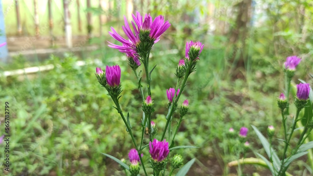 beautiful aster alpinus flower in the garden beautiful aster alpinus flower in the garden