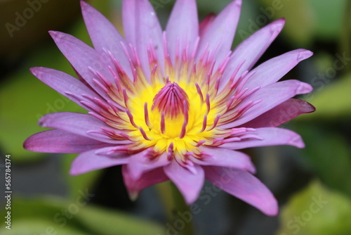 close-up photo of a lotus flower