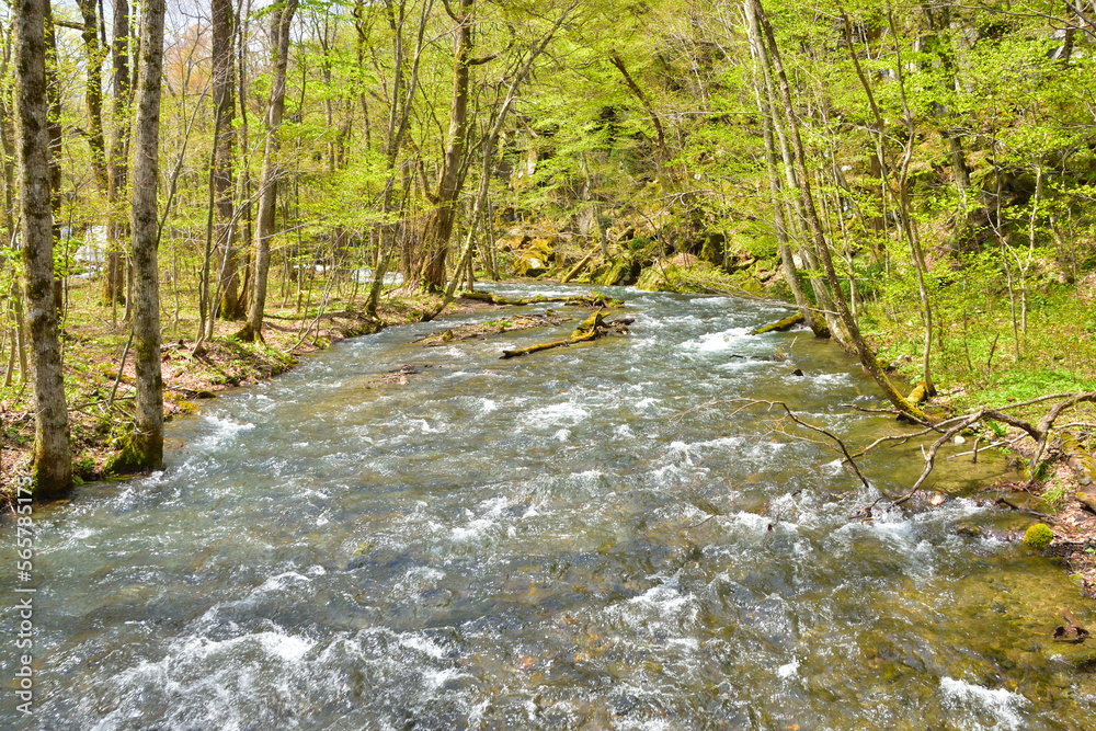 Obraz premium 青森 青空と新緑の奥入瀬渓流