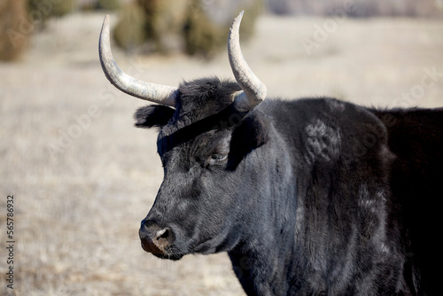 Profile of a black Criollo cow