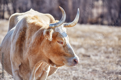Profile of a pregnant Criollo cow on the open range