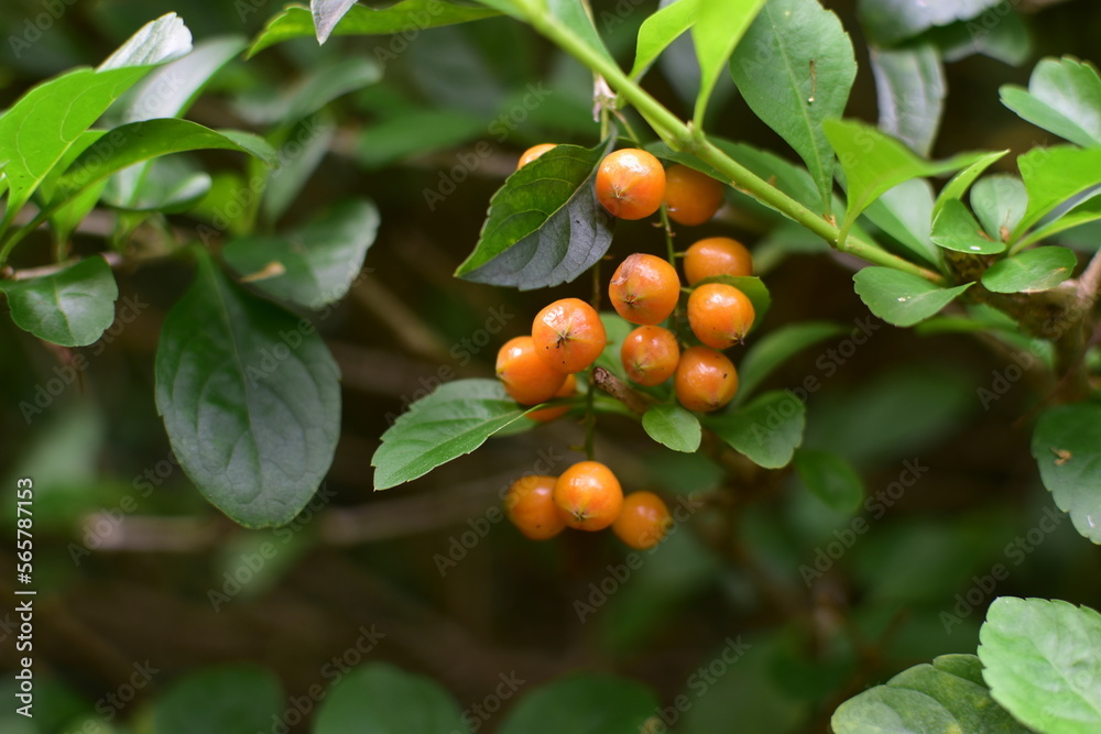 Small Fruits on a Plant