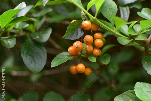 Small Fruits on a Plant