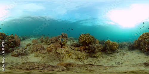 Tropical Blue Water Colorful Fishes. Tropical underwater sea fish. Philippines. Virtual Reality 360.