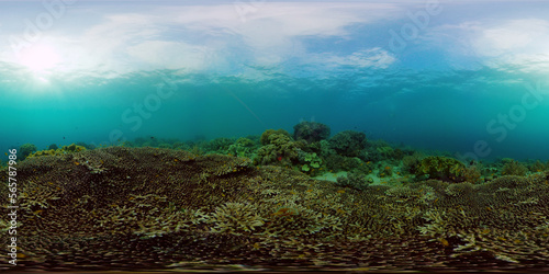 Underwater Colorful Tropical Fishes. Tropical underwater sea fishes. Philippines. Virtual Reality 360. © Alex Traveler