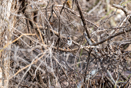 Wild sparrow in a forest