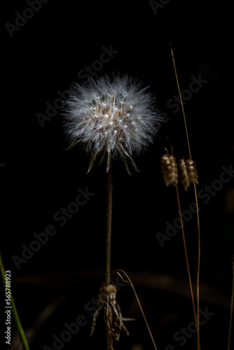 dandelion on black