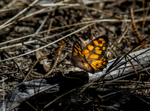 butterfly on a leaf