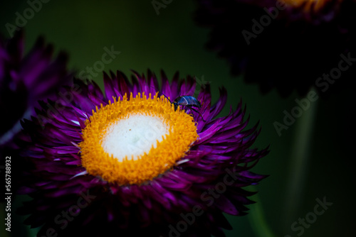 Insect on the flower