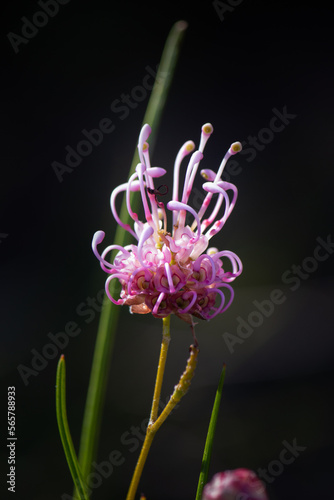 flower of a flower
