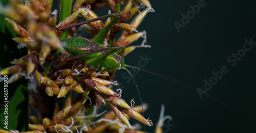 close up of the grasshooper photo