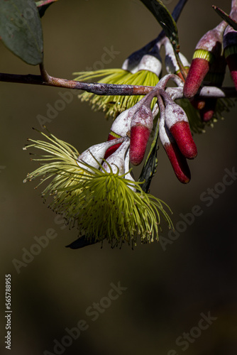 Eucalyptus flower