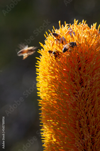 bee on flower