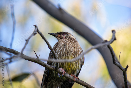 Bird on a branch