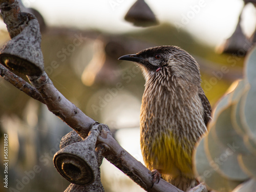 Anthochaera carunculata, Western Australia bird