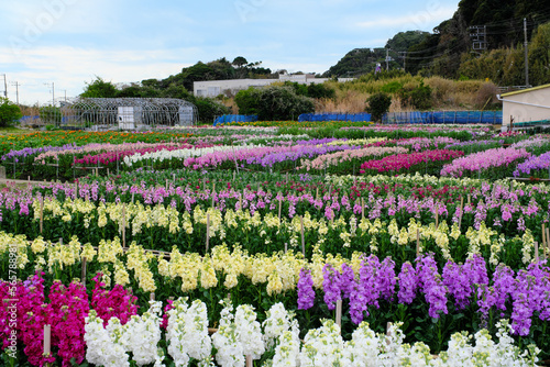 白間津の花畑　千葉県