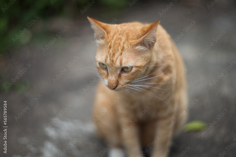 Close up of a cat in the garden Close up of a cat in the garden