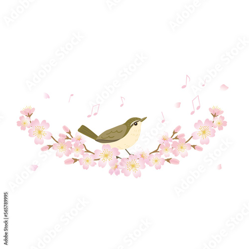 Illustration of warbler bird and cherry blossom branch  spring wild bird  hand-drawn vector illustration.