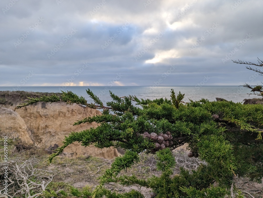 view of the coast of the pacific ocean, Monterey cypress cones in Half Moon Bay coast, cupressus macrocarpa
