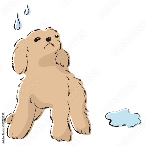 おしっこをして困った表情の犬（トイレのしつけ）
