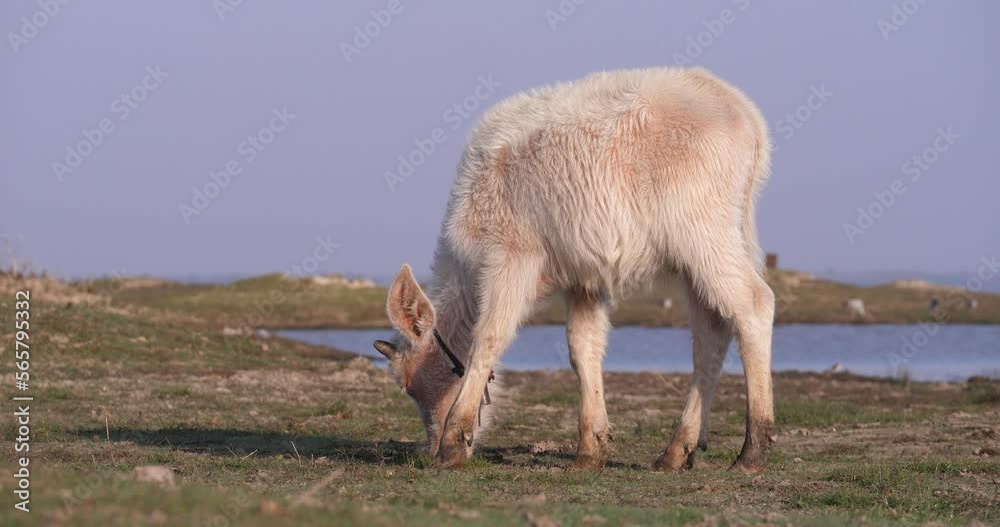 (White buffalo (taro buffalo) )Pink buffalo eating grass on the field, buffalo with nature, rural landscape concept (White buffalo (taro buffalo) )Pink buffalo eating grass on the field, buffalo with nature, rural landscape concept