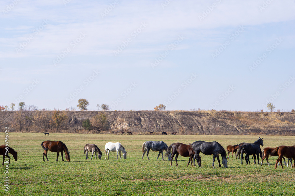 Herd of horses in the pasture eating grass.