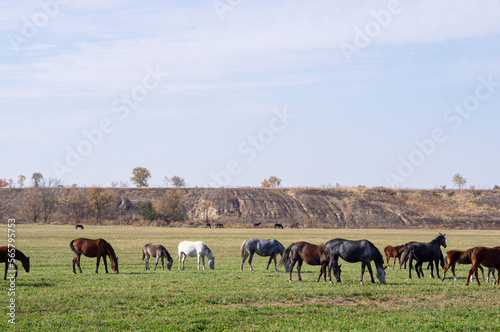 Herd of horses in the pasture eating grass. © Сергей Дудиков