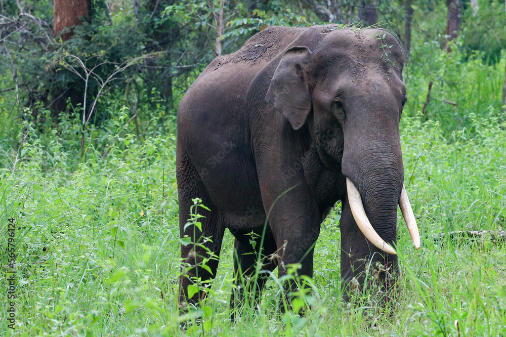 Fototapeta premium Indian elephant 
