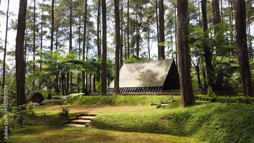 Small hut in the middle of pine forest photo