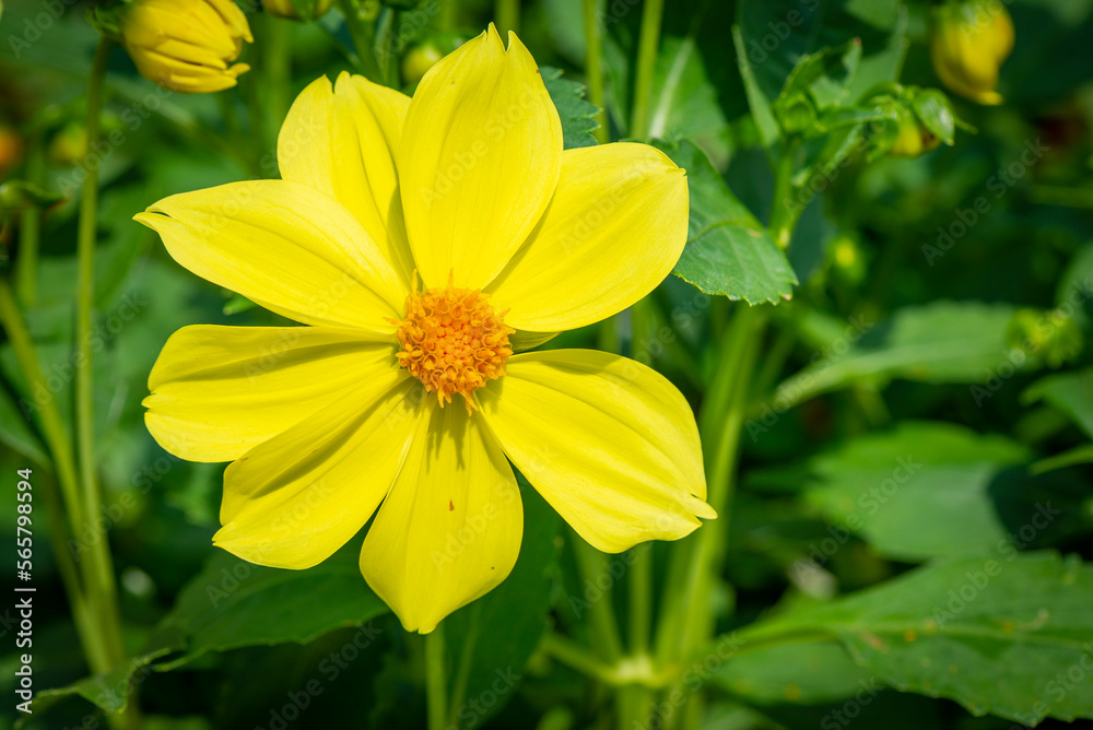 Fototapeta premium Yellow cosmos flower