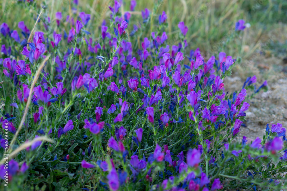 Blueweed (Echium Vulgare) also know as Viper's Bugloss is a Flowering Plant the Borage Family Boraginaceae. Blueweed macro shot. Blueweed (Echium Vulgare) also know as Viper's Bugloss is a Flowering Plant the Borage Family Boraginaceae. Blueweed macro shot.