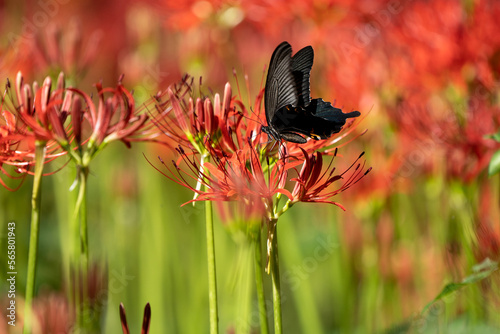 曼珠沙華と黒アゲハ蝶