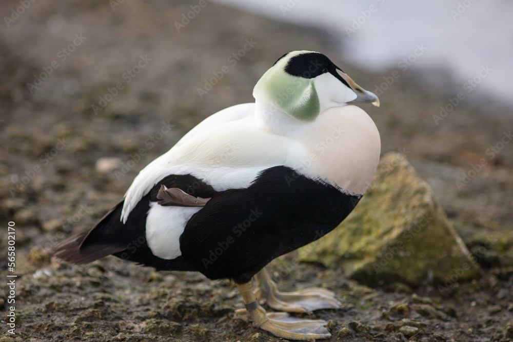 Fototapeta premium Male eider duck. 