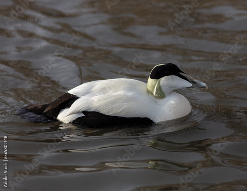 Male eider duck.  Fluffy down.
