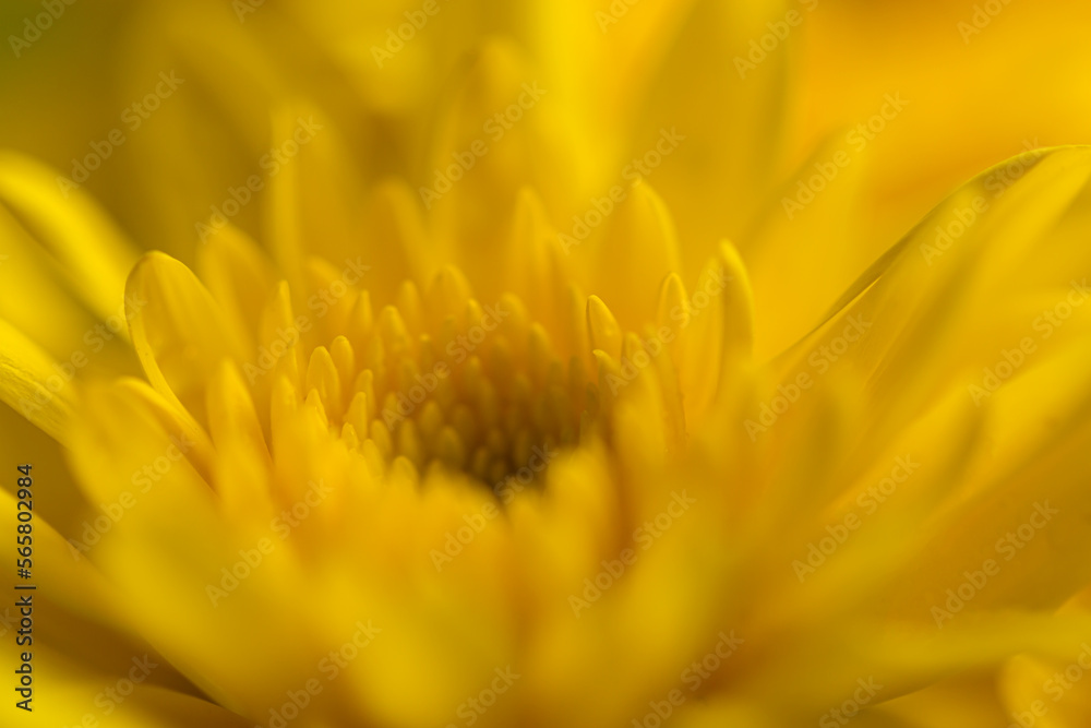 Macro yellow flower background,Macro shot yellow flower background,Yellow,Backgrounds,Vegetable Garden,Flower,Petal,Close-up, Macro yellow flower background,Macro shot yellow flower background,Yellow,Backgrounds,Vegetable Garden,Flower,Petal,Close-up,