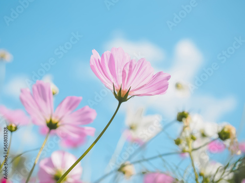 Pink cosmos flower in the garden © maybeiii