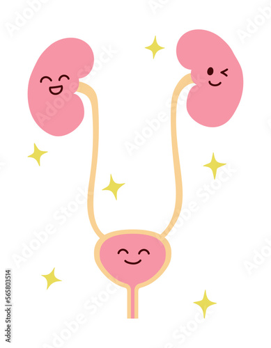 笑顔の腎臓と膀胱のシンプルなイラスト