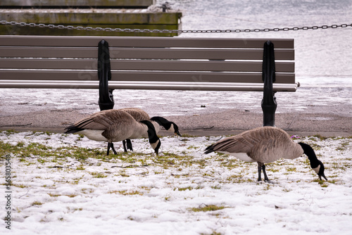 Photography Canada Goose in Toronto after winter