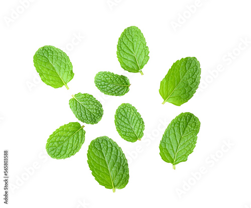 Mint leaves on transparent png