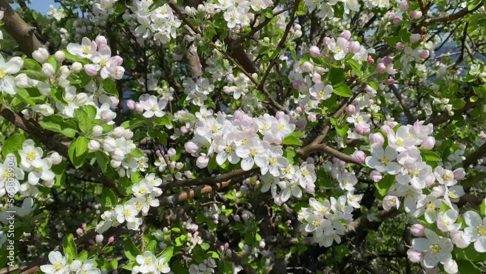 the blossoming branches of the apple tree with white and pink flowers. the blossoming branches of the apple tree with white and pink flowers.