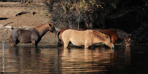 Small herd of wild horses drinking water in the Salt River near Phoenix Arizona United States