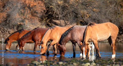 Fototapeta Naklejka Na Ścianę i Meble -  Herd of wild horses feeding and watering in the Salt River near Phoenix Arizona United States