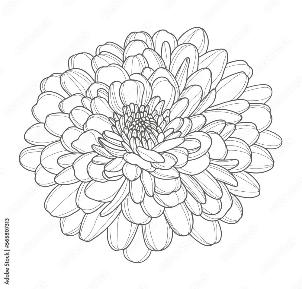 Contour drawing of a lush chrysanthemum bud. Elements for the design of postcards, invitations, etc. Beautiful blooming chrysanthemum flower.