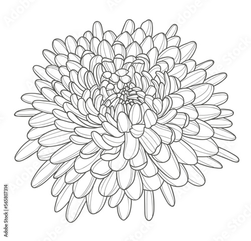 Fototapeta Naklejka Na Ścianę i Meble -  Beautiful blooming chrysanthemum flower. Contour drawing of a lush chrysanthemum bud. Elements for the design of postcards, invitations, etc.