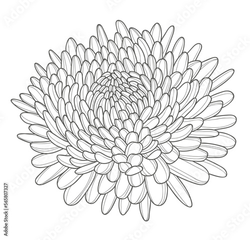 Fototapeta Naklejka Na Ścianę i Meble -  Beautiful blooming lush chrysanthemum bud. Elements for the design of postcards, invitations, etc. Contour drawing of a chrysanthemum flower.