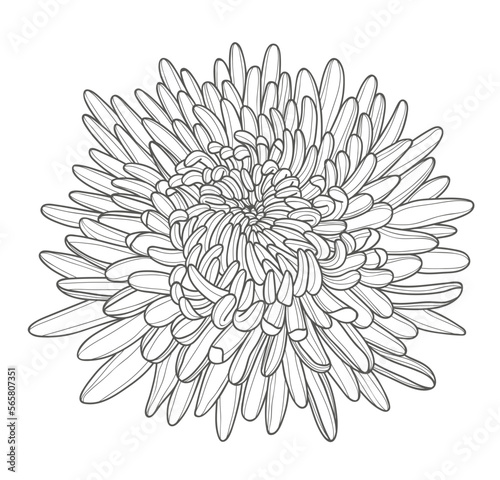 Fototapeta Naklejka Na Ścianę i Meble -  Contour drawing of a lush chrysanthemum bud for the design of postcards, invitations, etc. Beautiful blooming chrysanthemum flower.